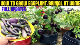 How To Grow EggplantBrinjal in Containers SEED TO HARVEST [upl. by Pulsifer268]