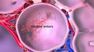 Gas Exchange in Alveoli Animation  Pathway of Air through Respiratory System Video – How Lungs Work [upl. by Adlemi978]