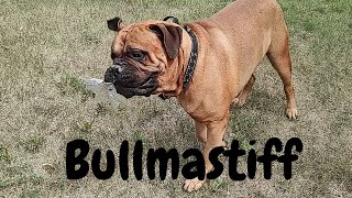 Bullmastiff  The Chill Dog Breed [upl. by Attaynik]