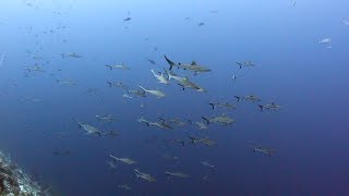 Tubbataha Reefs and Sharks  Philippines [upl. by Aguie]