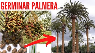 🌴🌴 COMO GERMINAR SEMILLAS DE PALMERA RAPIDO CON ESTE TRUCO  Como germinar palmera  Palmera Canaria [upl. by Alvy]