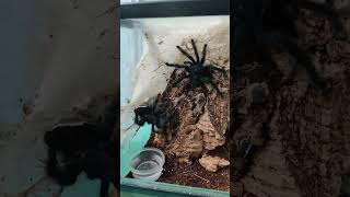 Avicularia geroldi🕸️🕷️ tarantula tarantula паук spider птицеед [upl. by Noletta]