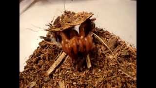 African Red Trapdoor Spider feeding [upl. by Leinahtan590]