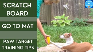 This is How You Can Teach Your Dog To Paw Target [upl. by Aymik814]