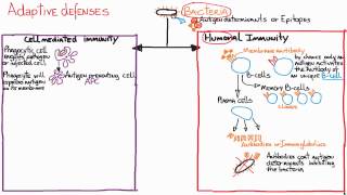 Immune responses Adaptive Humoral vs CellMediated [upl. by Moser]