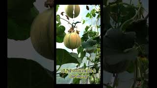 70 melons dexception sur 8 mètres jardin gardening fruit agriculture garden astuce [upl. by Seessel492]