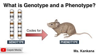 What is Genotype and a Phenotype  Biotechnology  General medicine [upl. by Arundell]