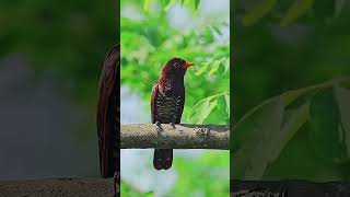 Violet cuckoo SoundMost Beautiful Birds in the Worldshorts birds birdsoundsbird nature [upl. by Zeculon389]