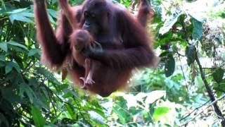 Mother Orangutan grooming her baby at the Sepilok Rehabilitation Centre Borneo [upl. by Bushey]