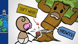 Why Hardwoods Are The Softest Woods [upl. by Airotahs]