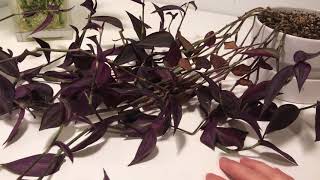 Tradescantia Zebrina Water Propagation [upl. by Adamski]