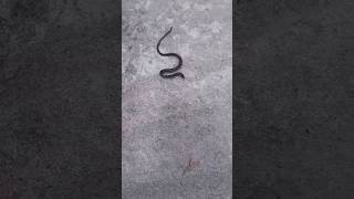 rasel viperssnakesaverbrothers snakevideo saampwalavideo python russellviper [upl. by Leviralc30]