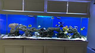 My 300g aquarium fish tank aquarium FOWLR [upl. by Ennayelsel]