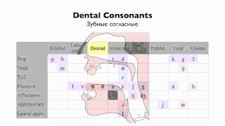 English Consonants  Place of Articulation [upl. by Suryt402]