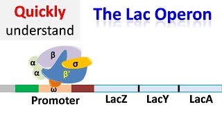 The Lac operon  Regulation of gene expression [upl. by Hess]