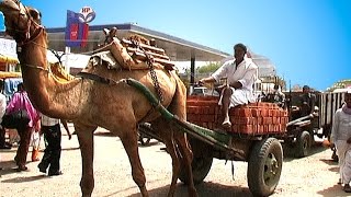 Indien  Straßenverkehr  Delhi  Jaipur  Bikaner  Jaisalmer  Udaipur  Mumbai [upl. by Kamaria1]