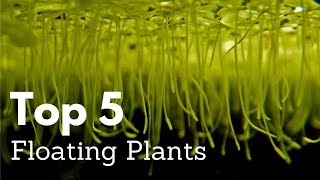 Top 5 Floating Plants for Aquariums [upl. by Eira830]