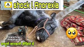 shock l Anorexia l😳ये क्या हो गया Drenching Pneumonia in Buffalo simtams [upl. by Acceber31]