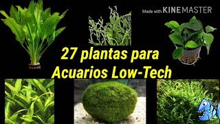 27 plantas para Acuarios low tech o acuarios de bajos requerimientos de agua dulce [upl. by Fruin391]