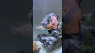 Oscar fish 🐠 oscarfish oscarfishtank oscarfishcare fish fishtank aquarium ytshorts shorts [upl. by Diarmit]