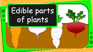 Science  Edible Parts of Plants  English [upl. by Uuge]