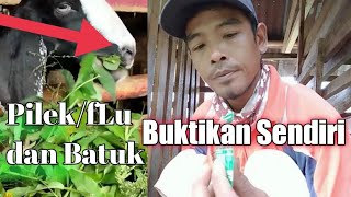 cara mengobati kambing batuk pilek  goat cold medicine [upl. by Hoo]