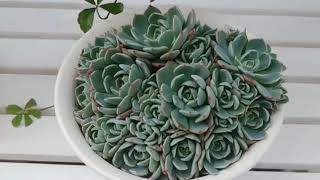 Succulent Echeveria 七福美尼 shichifukubini [upl. by Abdulla877]