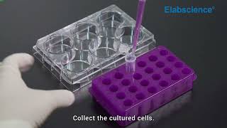 Cell Cycle Assay Kit Operation Video [upl. by Neddie]