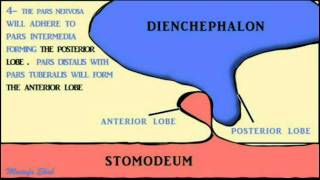 the development of the pituitary gland [upl. by Aihtnis333]