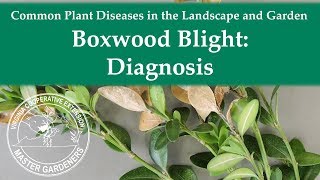 Boxwood Blight Diagnosis [upl. by Ybrik]