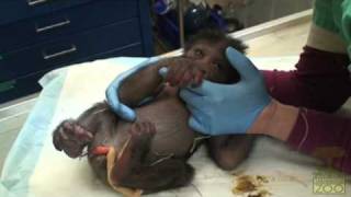 Its a Gorilla Baby Gorilla Video [upl. by Partan]