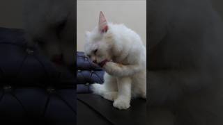 Cute cat looks like a lion 🦁 funnyanimals viralvideo shorts [upl. by Ydnac]