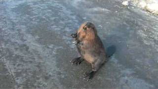 Talking Beaver on the Highway [upl. by Garreth]