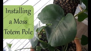 Installing a Moss Totem Pole Monstera Deliciosa Care Split Leaf Philodendron [upl. by Llehsad963]