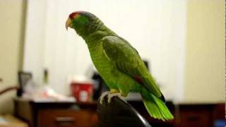 Talking Amazon Parrot [upl. by Attelrac]