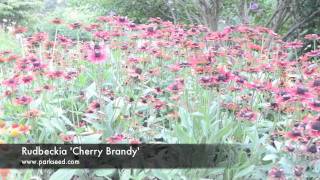 Rudbeckia Cherry Brandy [upl. by Halika]