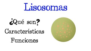 🌐 ¿Qué son los Lisosomas 💥 Características y Funciones Fácil y Rápido  BIOLOGÍA [upl. by Malina]