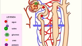 Formacion de la orina [upl. by Rinna384]