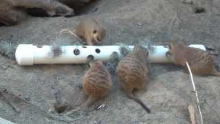 Animal Enrichment Meerkat Bug Brunch [upl. by Silvestro]