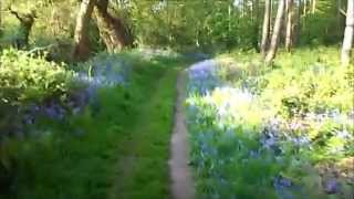 English Bluebell woodland walk [upl. by Winer340]