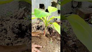 কলা গাছের প্রতিস্থাপন viralshortstrendingytshortsgardeningShortviralshorts [upl. by Lynna473]