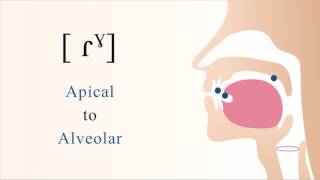 ɾˠ  voiced apical alveolar velarized tap [upl. by Mckee]