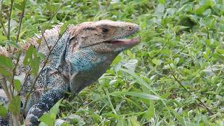 Garrobo  Spiny tailed Iguana  Ctenosaura similis [upl. by Imyaj467]