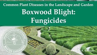 Boxwood Blight Fungicides [upl. by Nats]