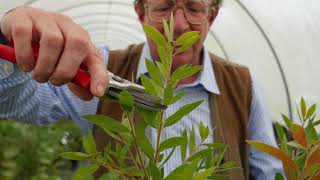 Pruning Callistemon Part II [upl. by Tamer]