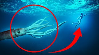 8 Giant Squid Encounters You Really Shouldnt Watch [upl. by Jola703]