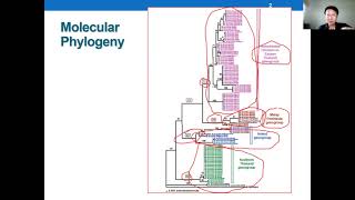 Basic Molecular Phylogenetics ชั่วโมงที่1 [upl. by Judy516]