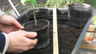 Planting Bare Rooted Blackcurrants  Claires Allotment part 193 [upl. by Auqenehs]