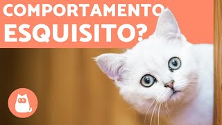 Por que meu GATO está ESTRANHO 🐱 6 CAUSAS [upl. by Omocaig]