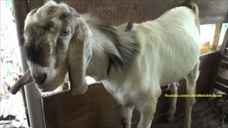 Billy goat making funny sounds and actions at female goats around him [upl. by Milewski760]